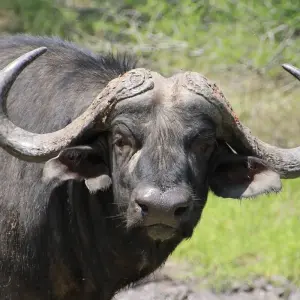 Explore 23-day Kruger, Victoria Falls & Zanzibar (Camping) for 23 days with Acacia Adventure Holidays and discover unforgettable experiences - Photo 2