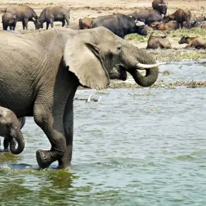 Explore 14-day Kruger to the Delta, Chobe & Victoria Falls (Accommodated) for 14 days with Acacia Adventure Holidays and discover unforgettable experiences - Photo 4