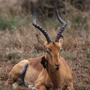 Explore 22-day Zanzibar, Victoria Falls & Kruger (Accommodated) for 22 days with Acacia Adventure Holidays and discover unforgettable experiences - Photo 11