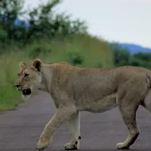 Explore 23-day Kruger, Victoria Falls & Zanzibar (Camping) for 23 days with Acacia Adventure Holidays and discover unforgettable experiences - Photo 3