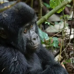 Explore 28-day Game Parks, Gorillas & Zanzibar (Camping) for 28 days with Acacia Adventure Holidays and discover unforgettable experiences - Photo 11