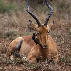 Explore 23-day Kruger, Victoria Falls & Zanzibar (Camping) for 23 days with Acacia Adventure Holidays and discover unforgettable experiences - Photo 5