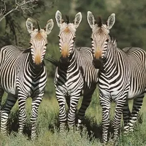 Explore 14-day Kruger to the Delta, Chobe & Victoria Falls (Accommodated) for 14 days with Acacia Adventure Holidays and discover unforgettable experiences - Photo 7