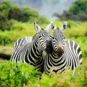 Explore 14-day Mozambique and Zimbabwe Explorer (Camping) for 14 days with Acacia Adventure Holidays and discover unforgettable experiences - Photo 7