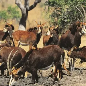 Explore 23-day Kruger, Victoria Falls & Zanzibar (Camping) for 23 days with Acacia Adventure Holidays and discover unforgettable experiences - Photo 7
