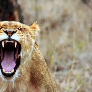 Explore 14-day Mozambique and Zimbabwe Explorer (Camping) for 14 days with Acacia Adventure Holidays and discover unforgettable experiences - Photo 9