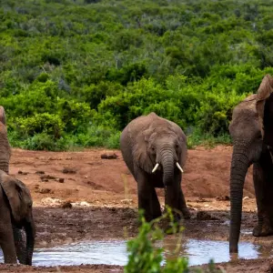 Explore 14-day Kruger to the Delta, Chobe & Victoria Falls (Accommodated) for 14 days with Acacia Adventure Holidays and discover unforgettable experiences - Photo 11