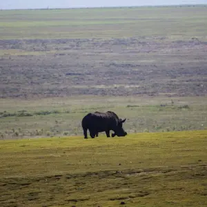 Explore 28-day Game Parks, Gorillas & Zanzibar (Accommodated) for 28 days with Acacia Adventure Holidays and discover unforgettable experiences - Photo 7