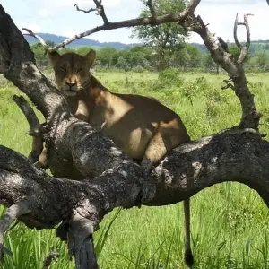 Explore 21-day Serengeti to Victoria Falls (Camping) for 21 days with Acacia Adventure Holidays and discover unforgettable experiences - Photo 7