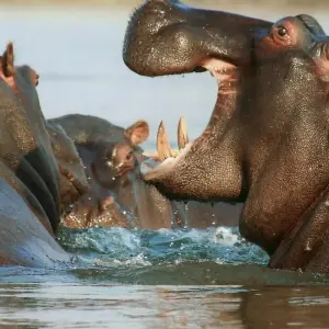 Explore 14-day Zimbabwe & Mozambique Explorer (Camping) for 14 days with Acacia Adventure Holidays and discover unforgettable experiences - Photo 10