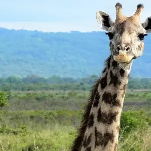 Explore 7-day Kruger to Victoria Falls (Accommodated) for 7 days with Acacia Adventure Holidays and discover unforgettable experiences - Photo 9
