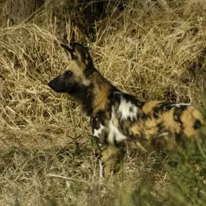 Explore 23-day Kruger, Victoria Falls & Zanzibar (Accommodated) for 23 days with Acacia Adventure Holidays and discover unforgettable experiences - Photo 2