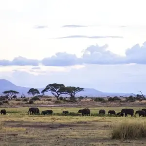 Explore 28-day Game Parks, Gorillas & Zanzibar (Accommodated) for 28 days with Acacia Adventure Holidays and discover unforgettable experiences - Photo 9