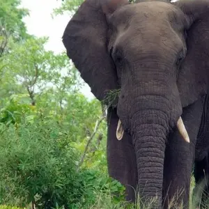 Explore 7-day Victoria Falls to Kruger (Accommodated) for 7 days with Acacia Adventure Holidays and discover unforgettable experiences - Photo 9