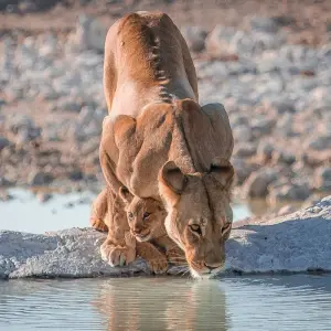 Explore 28-day Game Parks, Gorillas & Zanzibar (Accommodated) for 28 days with Acacia Adventure Holidays and discover unforgettable experiences - Photo 10