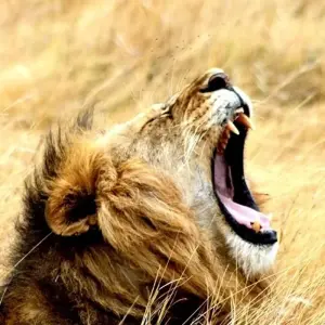 Explore 23-day Kruger, Victoria Falls & Zanzibar (Accommodated) for 23 days with Acacia Adventure Holidays and discover unforgettable experiences - Photo 4