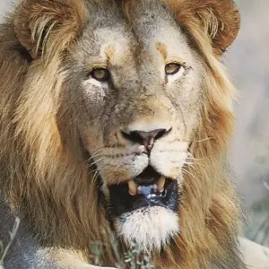 Explore 7-day Kruger to Victoria Falls (Accommodated) for 7 days with Acacia Adventure Holidays and discover unforgettable experiences - Photo 11