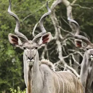 Explore 7-day Victoria Falls to Kruger (Accommodated) for 7 days with Acacia Adventure Holidays and discover unforgettable experiences - Photo 10