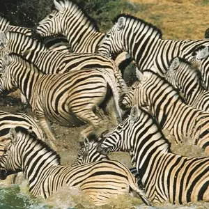 Explore 21-day Serengeti to Victoria Falls (Camping) for 21 days with Acacia Adventure Holidays and discover unforgettable experiences - Photo 10