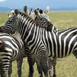 Explore 12-day Delta, Chobe & Victoria Falls (Accommodated) for 12 days with Acacia Adventure Holidays and discover unforgettable experiences - Photo 9