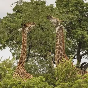 Explore 9-day Kruger, Matobo & Victoria Falls (Accommodated) for 9 days with Acacia Adventure Holidays and discover unforgettable experiences - Photo 2