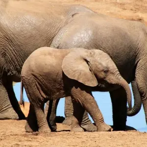 Explore 9-day Victoria Falls & Okavango Wilderness Trail (Accommodated) for 9 days with Acacia Adventure Holidays and discover unforgettable experiences - Photo 2