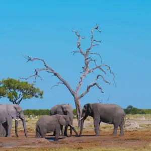 Explore 12-day Delta, Chobe & Victoria Falls (Accommodated) for 12 days with Acacia Adventure Holidays and discover unforgettable experiences - Photo 10