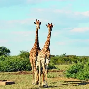 Explore 23-day Kruger, Victoria Falls & Zanzibar (Accommodated) for 23 days with Acacia Adventure Holidays and discover unforgettable experiences - Photo 6