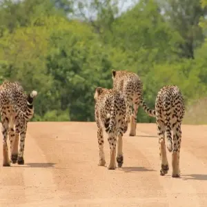 Explore 9-day Kruger, Matobo & Victoria Falls (Accommodated) for 9 days with Acacia Adventure Holidays and discover unforgettable experiences - Photo 3