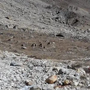 Explore Kanchenjunga Circuit Trekking for 24 days with Accessible Adventure Pvt. Ltd and discover unforgettable experiences - Photo 2