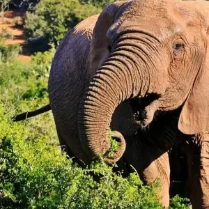 Explore 9-day Kruger, Matobo & Victoria Falls (Accommodated) for 9 days with Acacia Adventure Holidays and discover unforgettable experiences - Photo 6