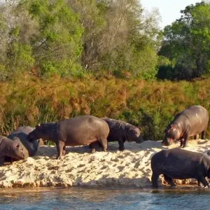 Explore 9-day Victoria Falls & Okavango Wilderness Trail (Accommodated) for 9 days with Acacia Adventure Holidays and discover unforgettable experiences - Photo 8
