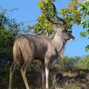 Explore 9-day Victoria Falls & Okavango Wilderness Trail (Accommodated) for 9 days with Acacia Adventure Holidays and discover unforgettable experiences - Photo 9