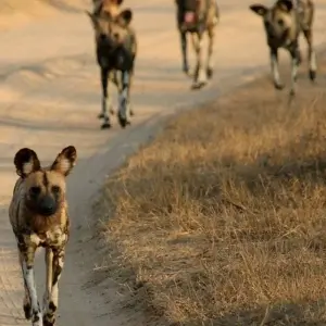 Explore 9-day Kruger, Matobo & Victoria Falls (Accommodated) for 9 days with Acacia Adventure Holidays and discover unforgettable experiences - Photo 10