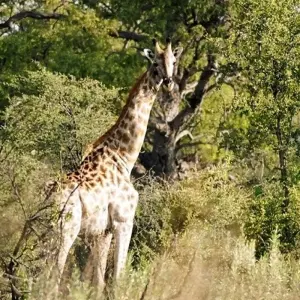 Explore 9-day Victoria Falls & Okavango Wilderness Trail (Accommodated) for 9 days with Acacia Adventure Holidays and discover unforgettable experiences - Photo 10