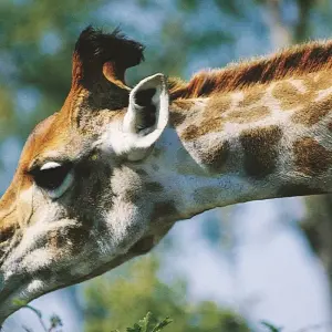 Explore 9-day Kruger, Matobo & Victoria Falls (Accommodated) for 9 days with Acacia Adventure Holidays and discover unforgettable experiences - Photo 11