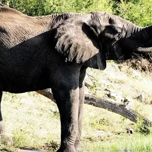 Explore 9-day Victoria Falls & Okavango Wilderness Trail (Accommodated) for 9 days with Acacia Adventure Holidays and discover unforgettable experiences - Photo 11