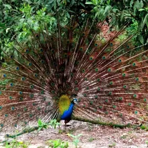 Explore Chitwan Jungle Safari - 3 Days for 3 days with Accessible Adventure Pvt. Ltd and discover unforgettable experiences - Photo 7