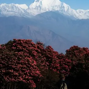 Explore Real Annapurna Trek( Annapurna Circuit Trek) for 18 days with Accessible Adventure Pvt. Ltd and discover unforgettable experiences - Photo 3