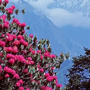 Explore Mardi Himal Trek Around The Annapurna Region for 9 days with Accessible Adventure Pvt. Ltd and discover unforgettable experiences - Photo 7