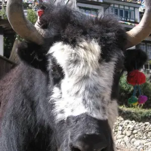 Explore Everest Base Camp with Island Peak for 19 days with Ace the Himalaya and discover unforgettable experiences - Photo 4