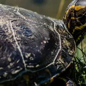 Explore Ultimate Galapagos Escape 8Days/7Nights for 8 days with Across Caribbean Excursions  and discover unforgettable experiences - Photo 4