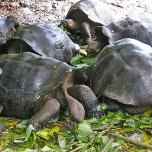 Explore Ultimate Galapagos Escape 8Days/7Nights for 8 days with Across Caribbean Excursions  and discover unforgettable experiences - Photo 5