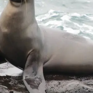 Explore Ultimate Galapagos Escape 8Days/7Nights for 8 days with Across Caribbean Excursions  and discover unforgettable experiences - Photo 6