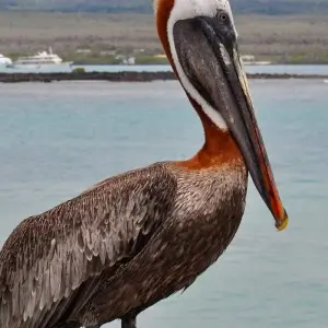 Explore Ultimate Galapagos Escape 8Days/7Nights for 8 days with Across Caribbean Excursions  and discover unforgettable experiences - Photo 7