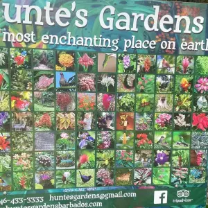 Explore 7 Days/6 Nights Barbados Family Adventure for 7 days with Across Caribbean Excursions  and discover unforgettable experiences - Photo 8