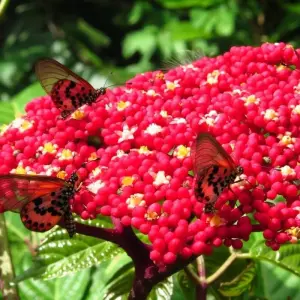 Explore Honduras Exploration 14Days/13Nights for 14 days with Across Caribbean Excursions  and discover unforgettable experiences - Photo 2