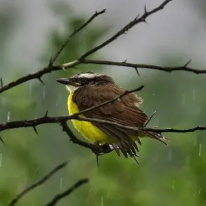 Explore Ultimate Guyana Nature Experience 14 Days/13 Nights for 14 days with Across Caribbean Excursions  and discover unforgettable experiences - Photo 6