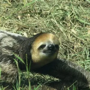 Explore Ultimate Guyana Nature Experience 14 Days/13 Nights for 14 days with Across Caribbean Excursions  and discover unforgettable experiences - Photo 7