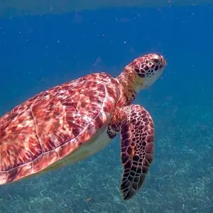 Explore Belize Highlights Adventure  10 Days /9Nights for 10 days with Across Caribbean Excursions  and discover unforgettable experiences - Photo 6